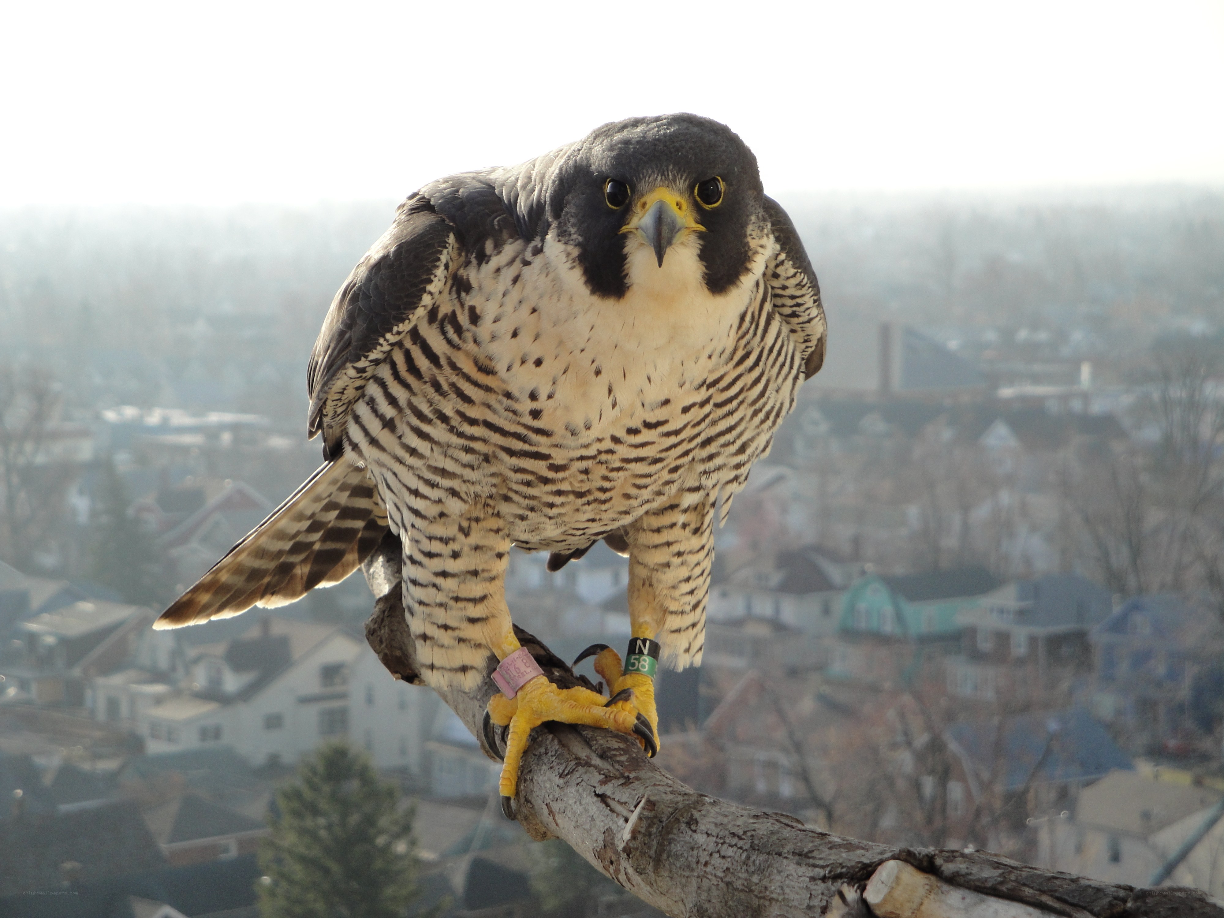 Peregrine falcon on a branch