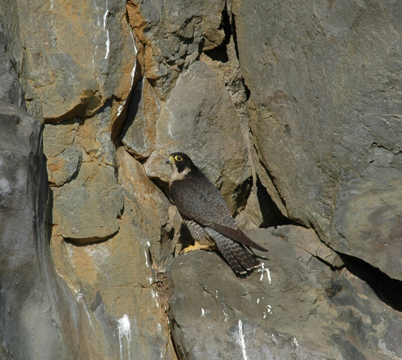 Peregrine Falcon on Rock