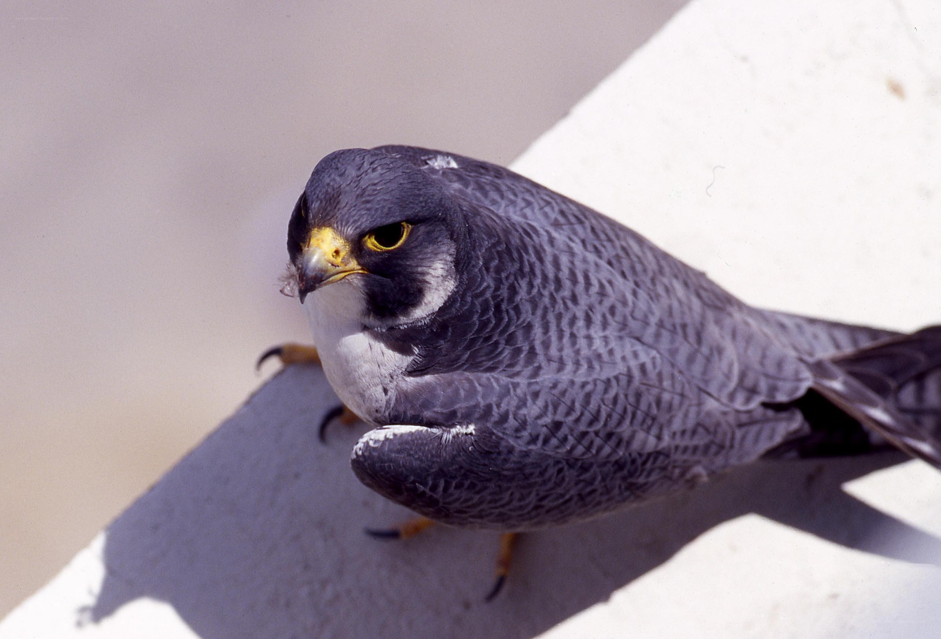 Peregrine falcon perched