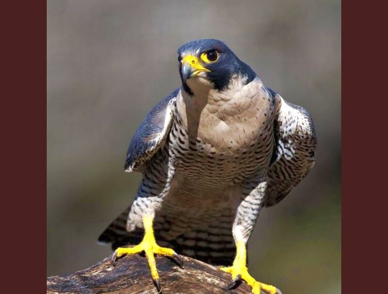 Peregrine Falcon