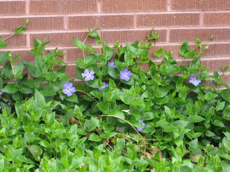 Periwinkle Flowers by Brick Wall