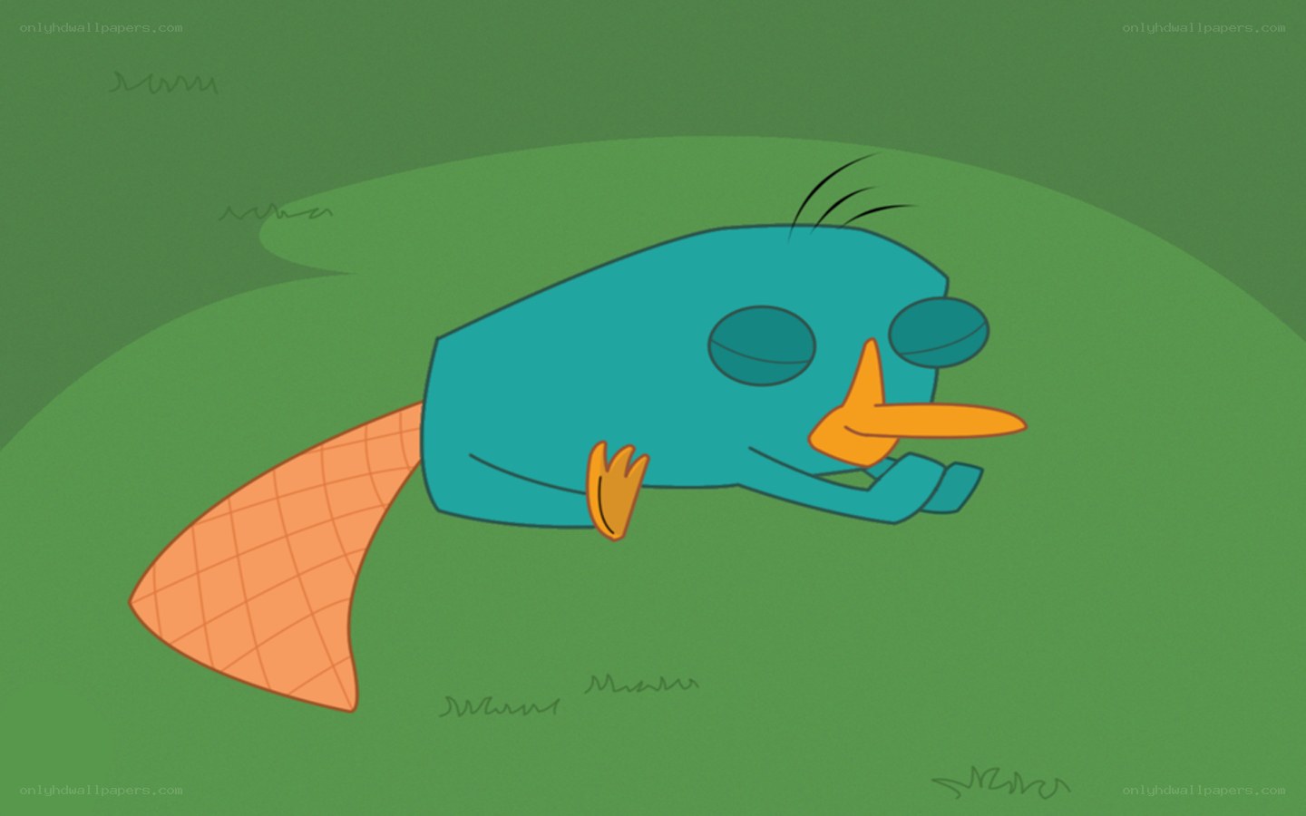 Perry the Platypus sleeping