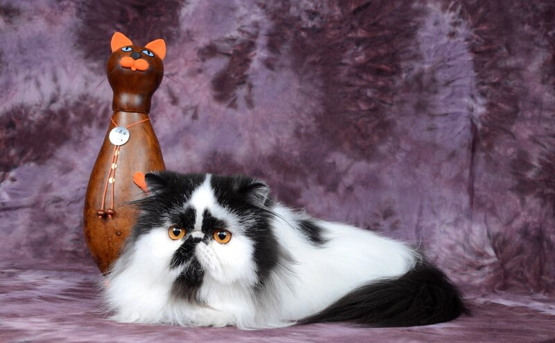 Persian cat with wooden figurine