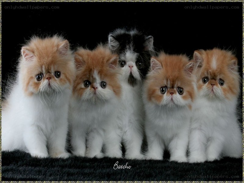 Persian kittens in a row
