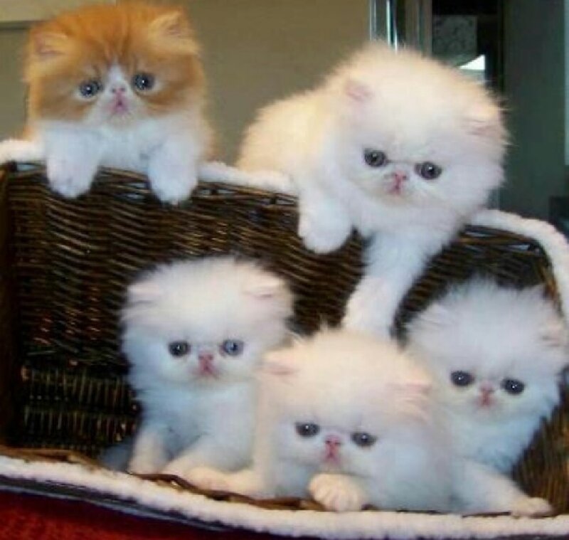 Persian Kittens in Basket
