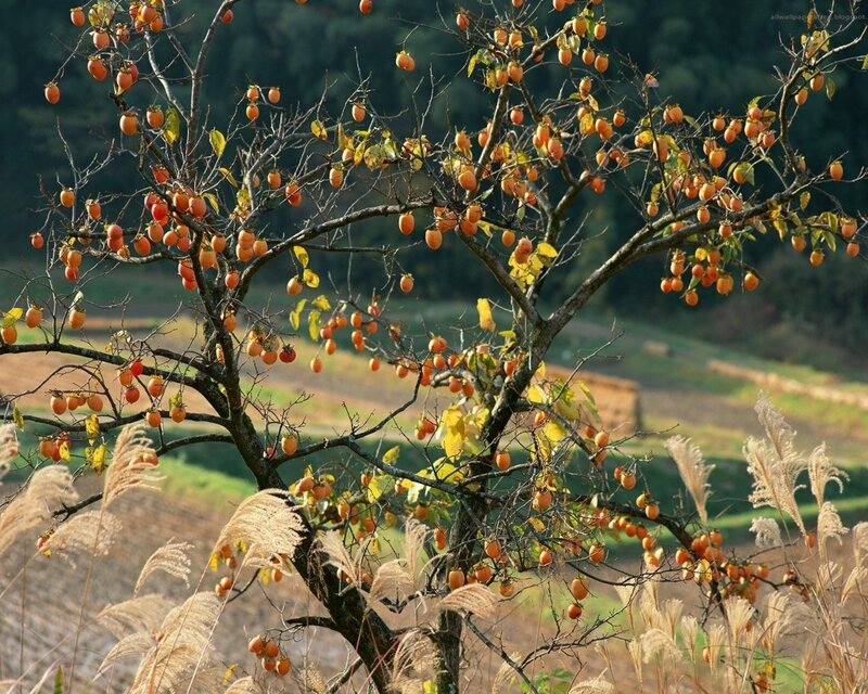 Persimmon tree in autumn