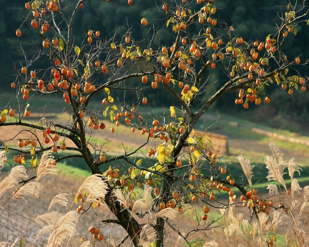 Persimmon tree in autumn