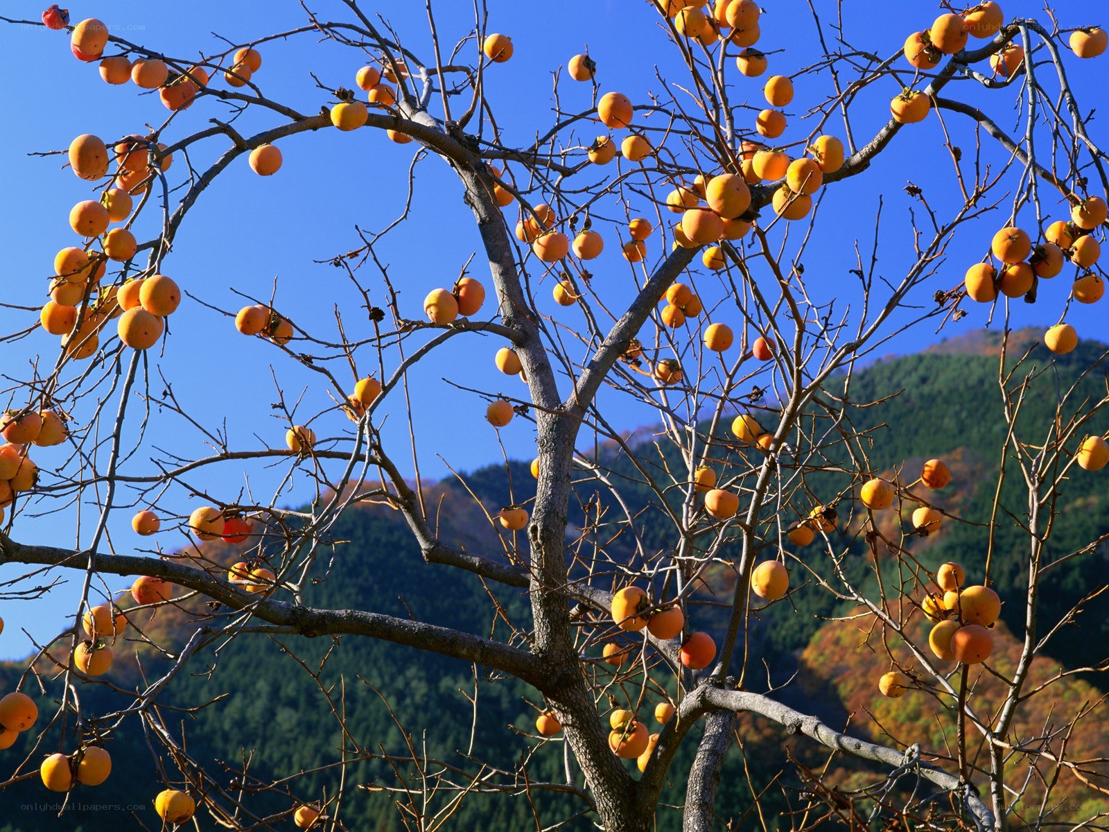 Persimmon tree in autumn