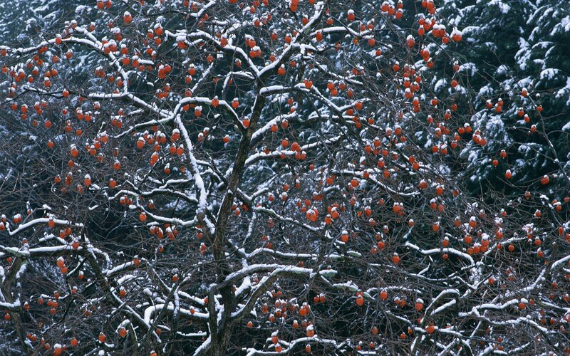 Persimmon Tree in Snow