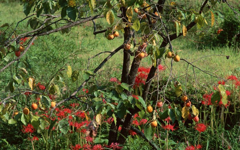 Persimmon Tree with Flowers
