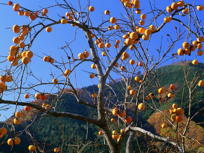 Persimmon Tree with Fruit — Orange