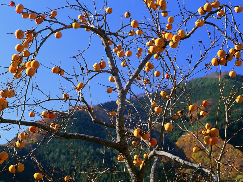Persimmon Tree with Fruit