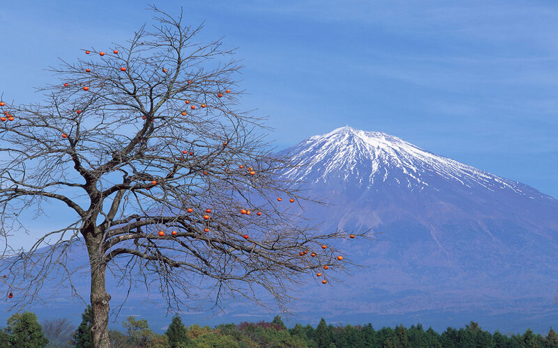 Persimmon Tree with Mountain