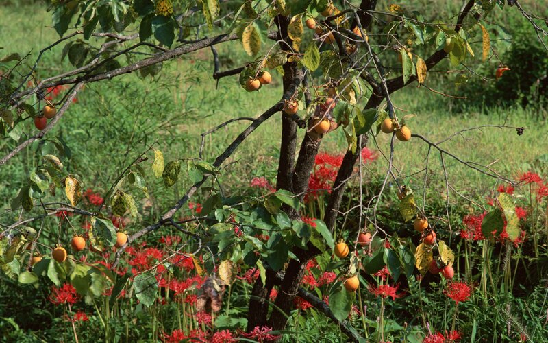 Persimmon tree with red flowers