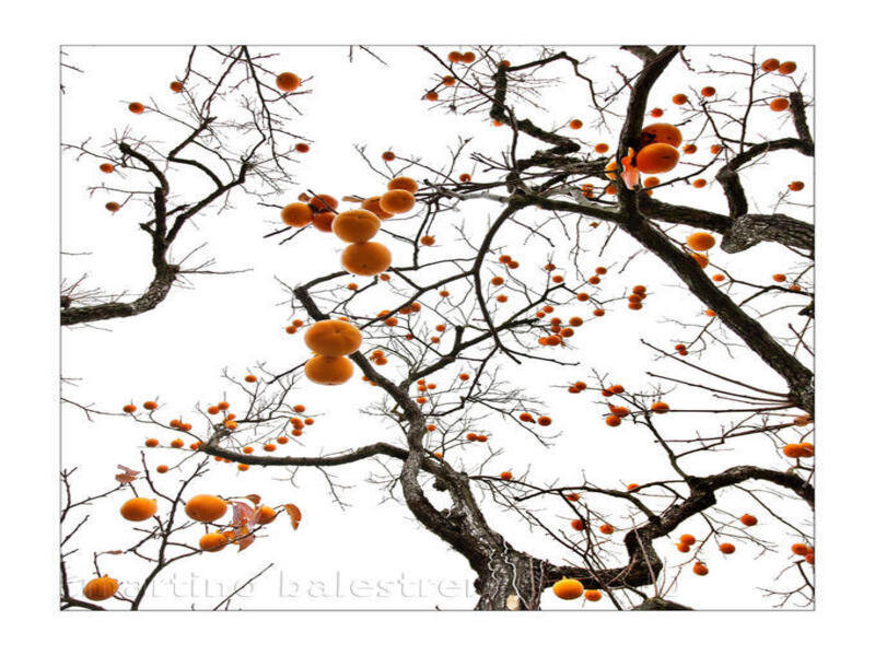 Persimmon tree with ripe fruit