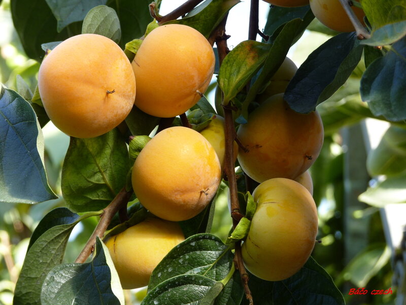 Persimmons on a Tree