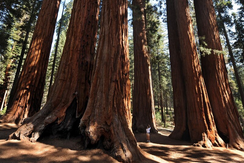Person Among Giant Sequoias