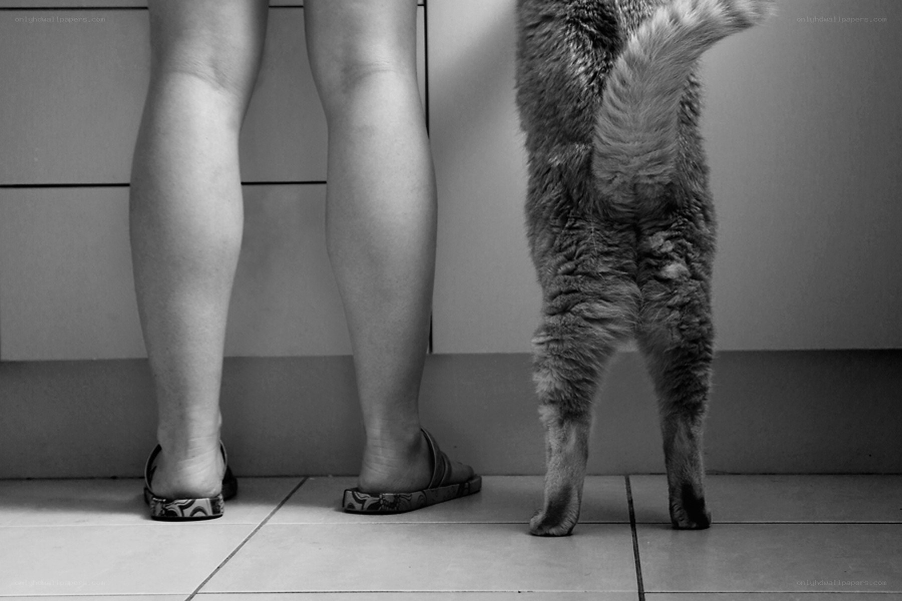 person and cat standing