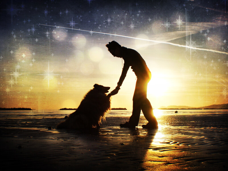 person and dog on beach at sunset