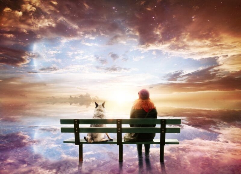 Person and Dog on Bench