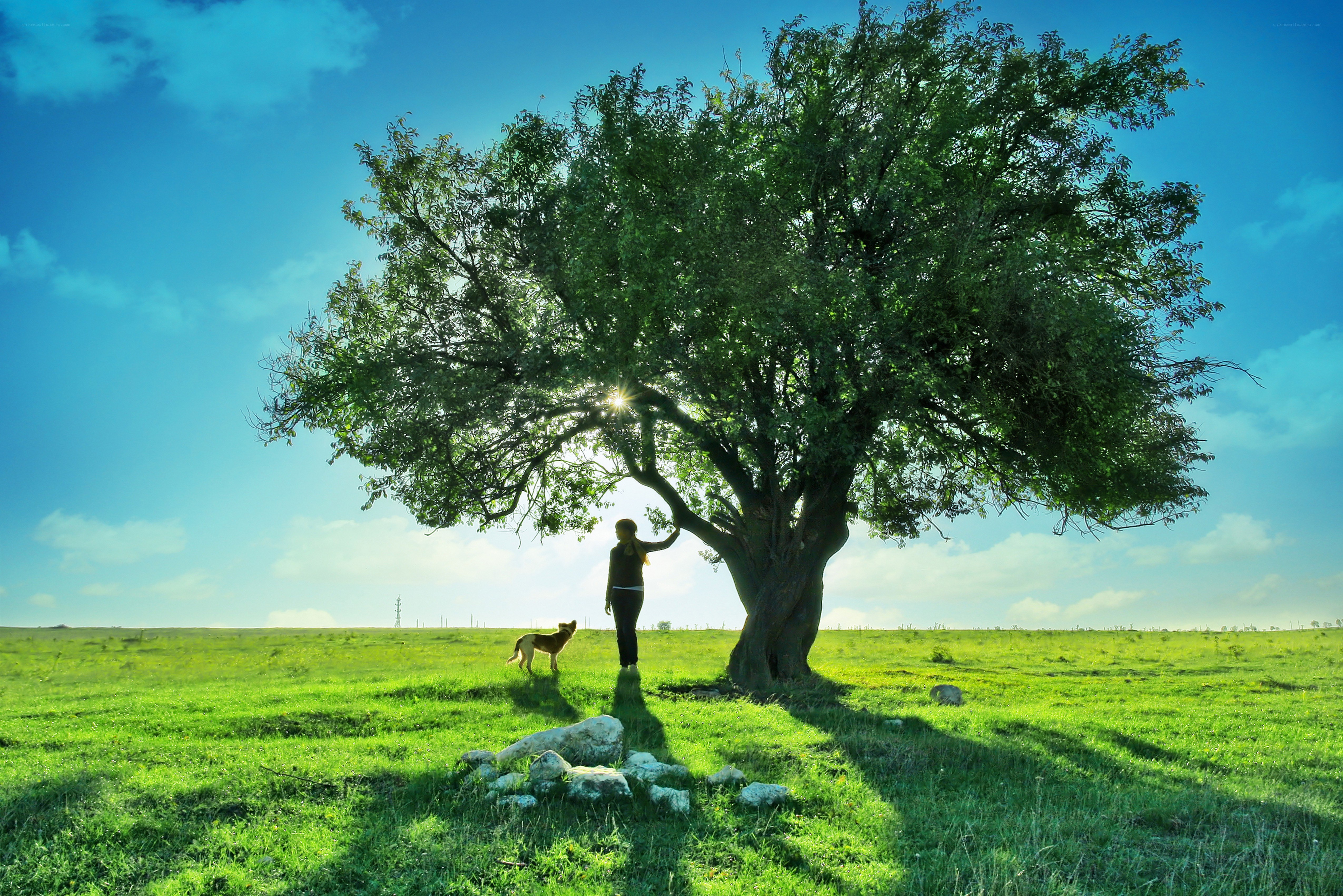 Person and dog under a tree
