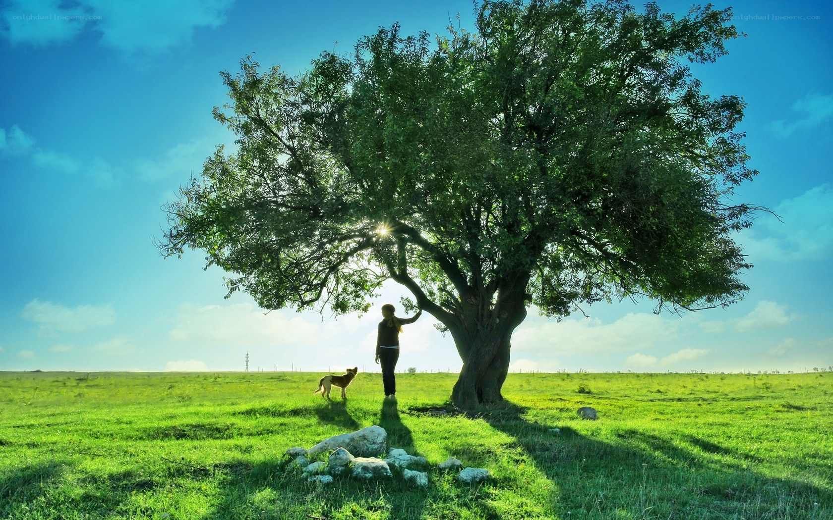 Person and dog under a tree