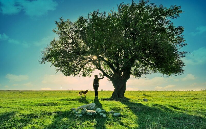 Person and Dog under Tree