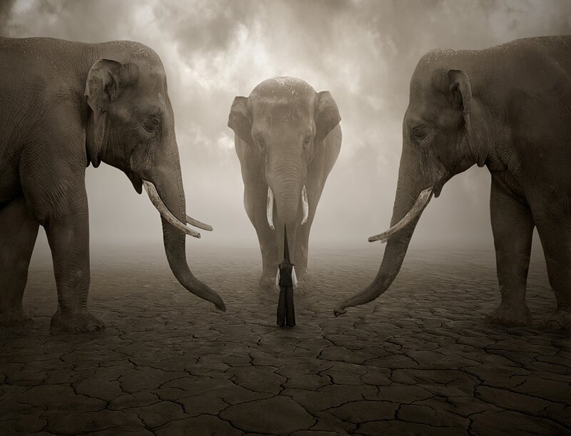 Person Between Elephants
