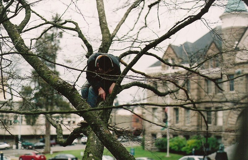 person climbing a tree