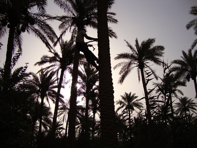 Person Climbing Palm Tree