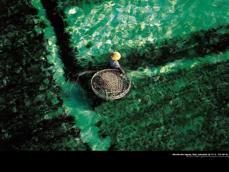 Person Collecting Seaweed