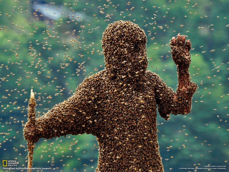 Person covered in bees