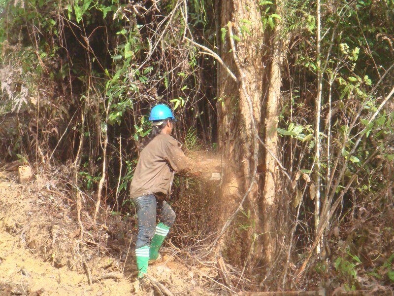 Person cutting tree in forest