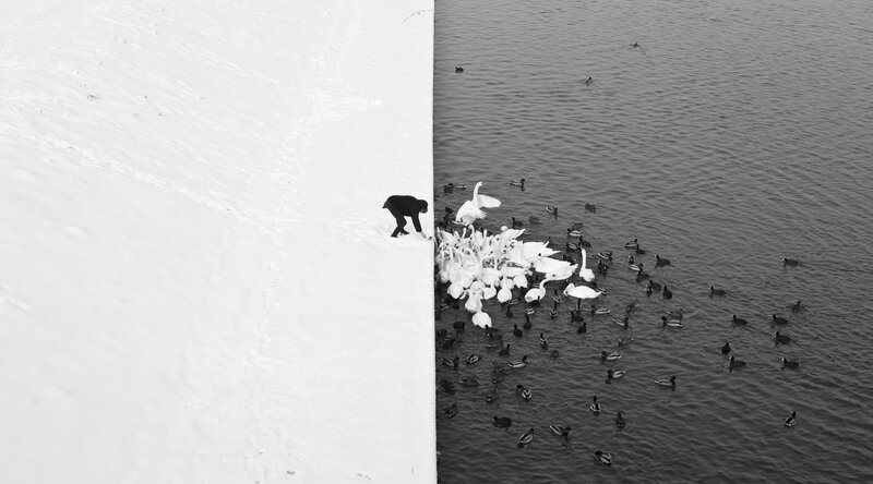 Person Feeding Birds — Black, Calm