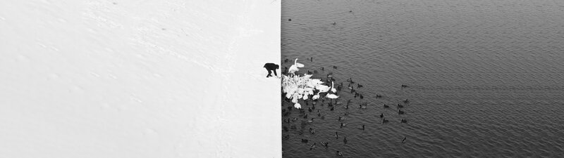 Person Feeding Birds — Black