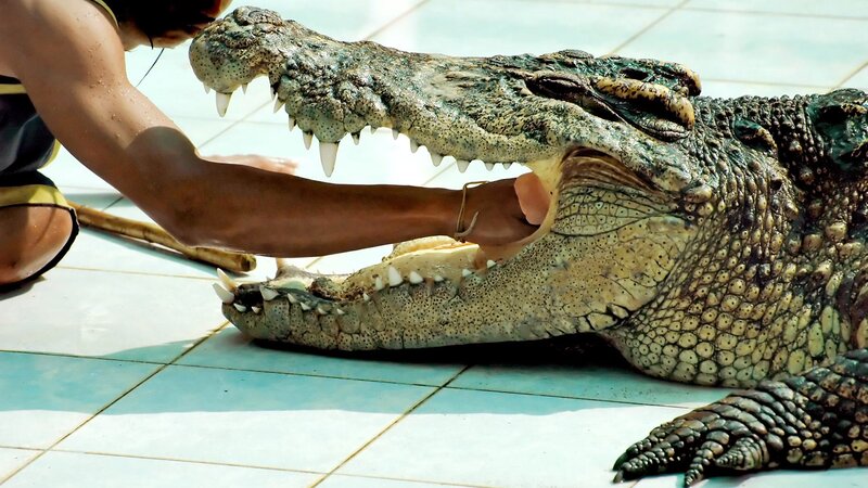 Person Feeding Crocodile