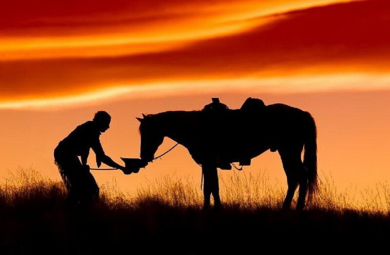Person Feeding Horse