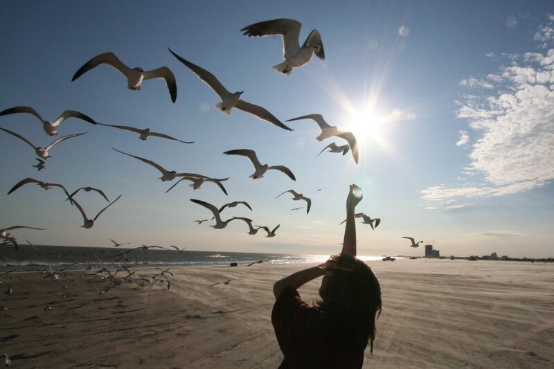 Person Feeding Seagulls