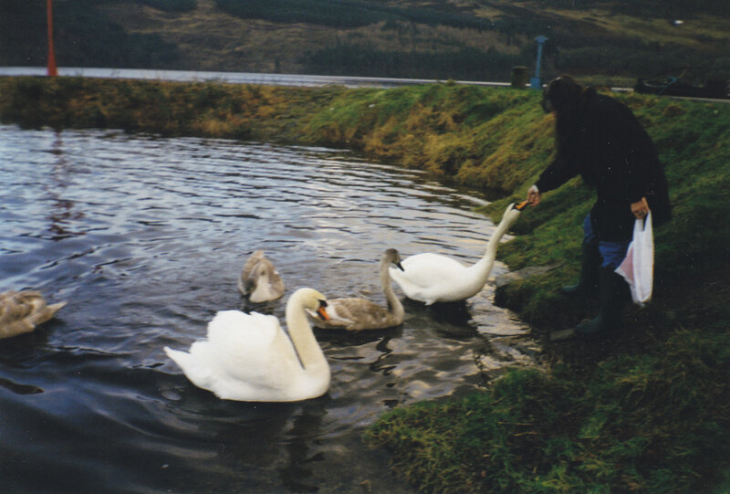 person feeding swans by a lake