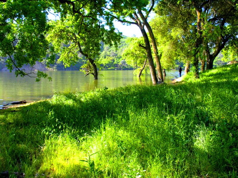 Person Fishing by Lake — Green