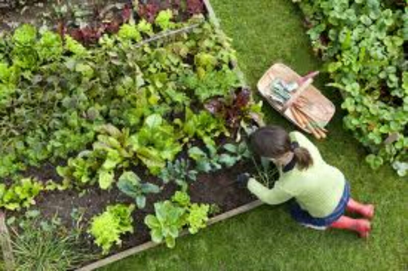 Person Gardening in Raised Bed