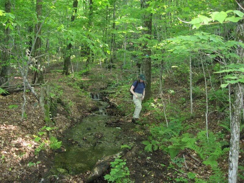 Person Hiking in Forest