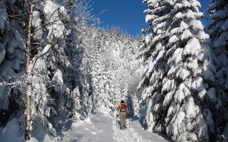person hiking in snowy forest
