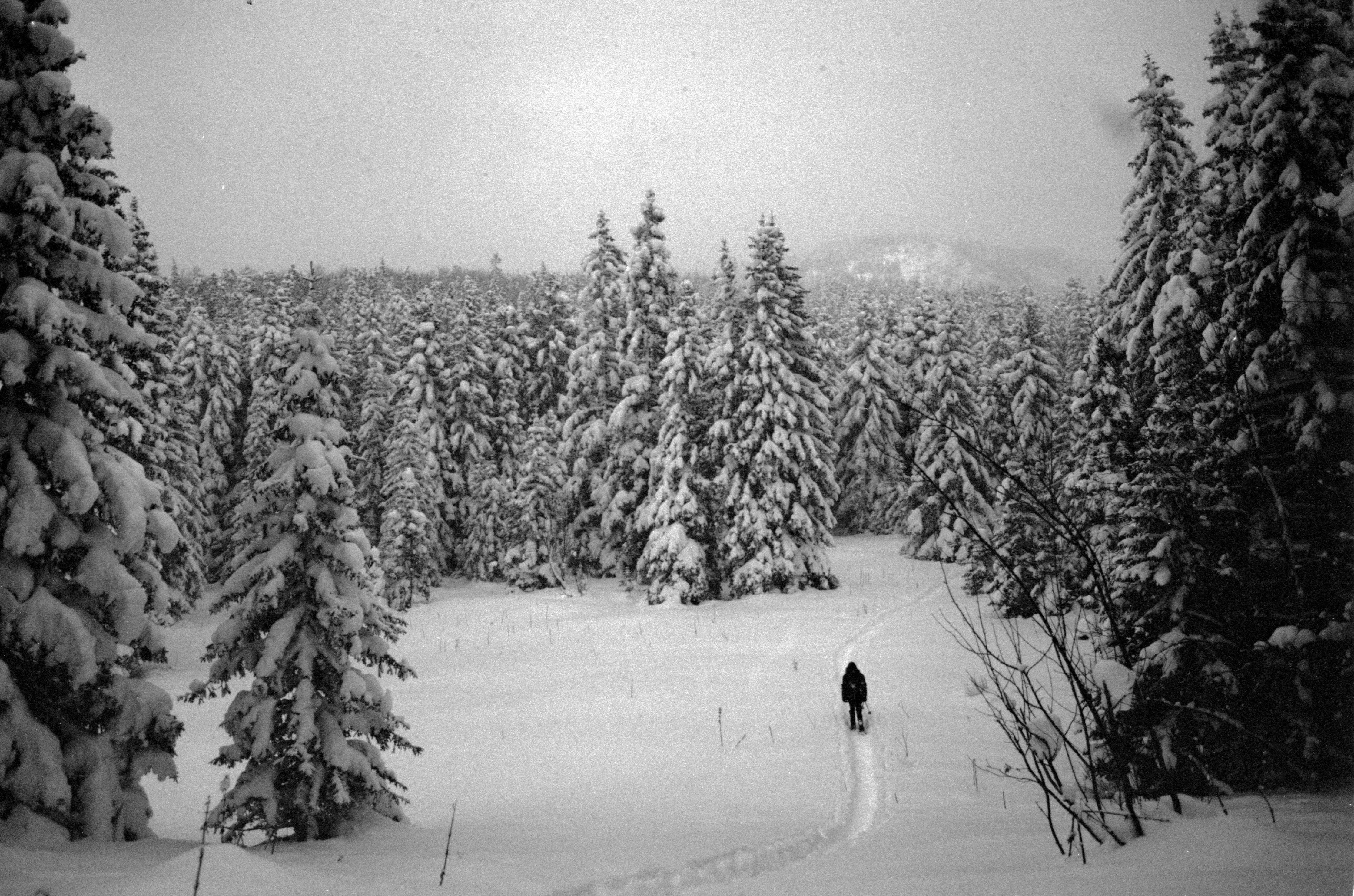 Person hiking in snowy forest
