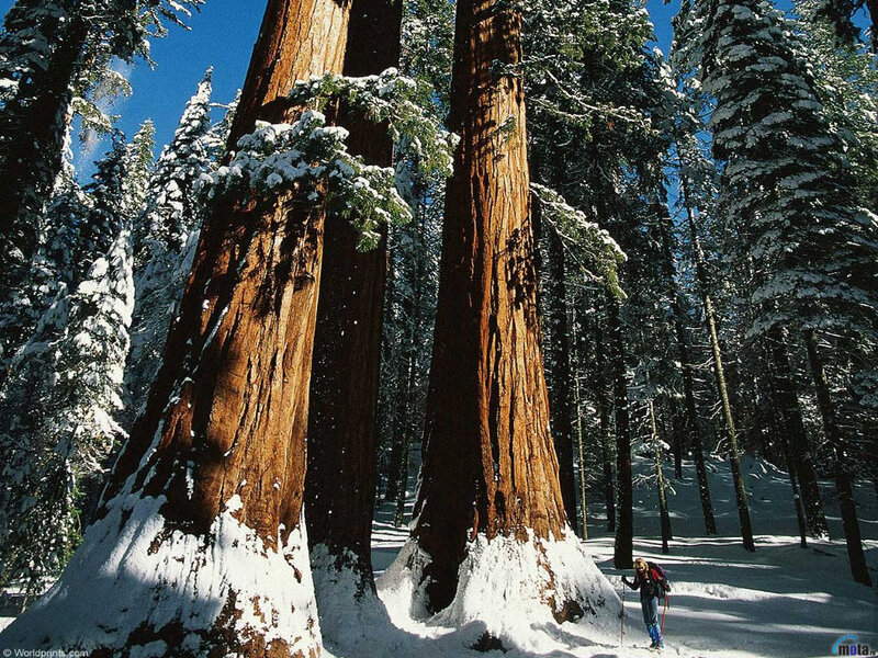 Person Hiking Near Redwoods