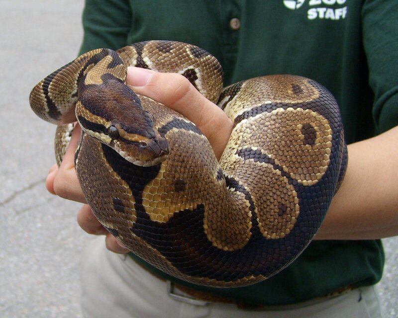person holding a ball python