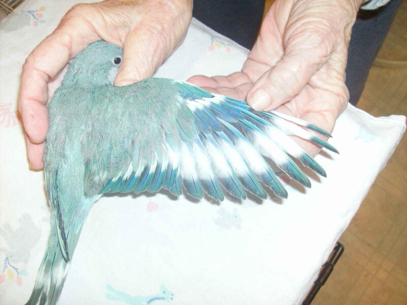 person holding a blue parrot