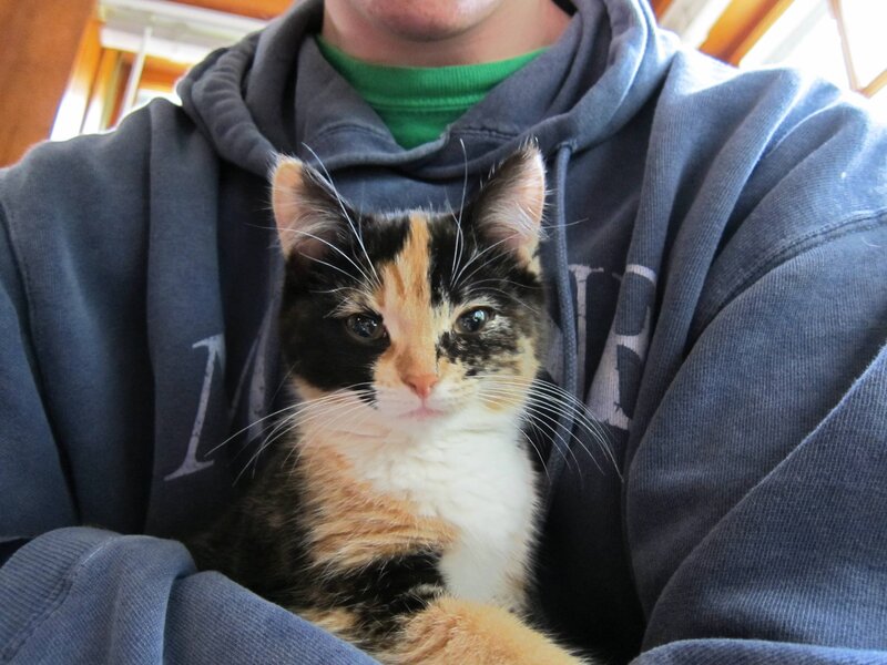 person holding a calico kitten