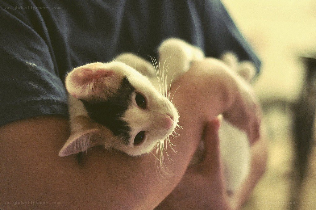 person holding a cat