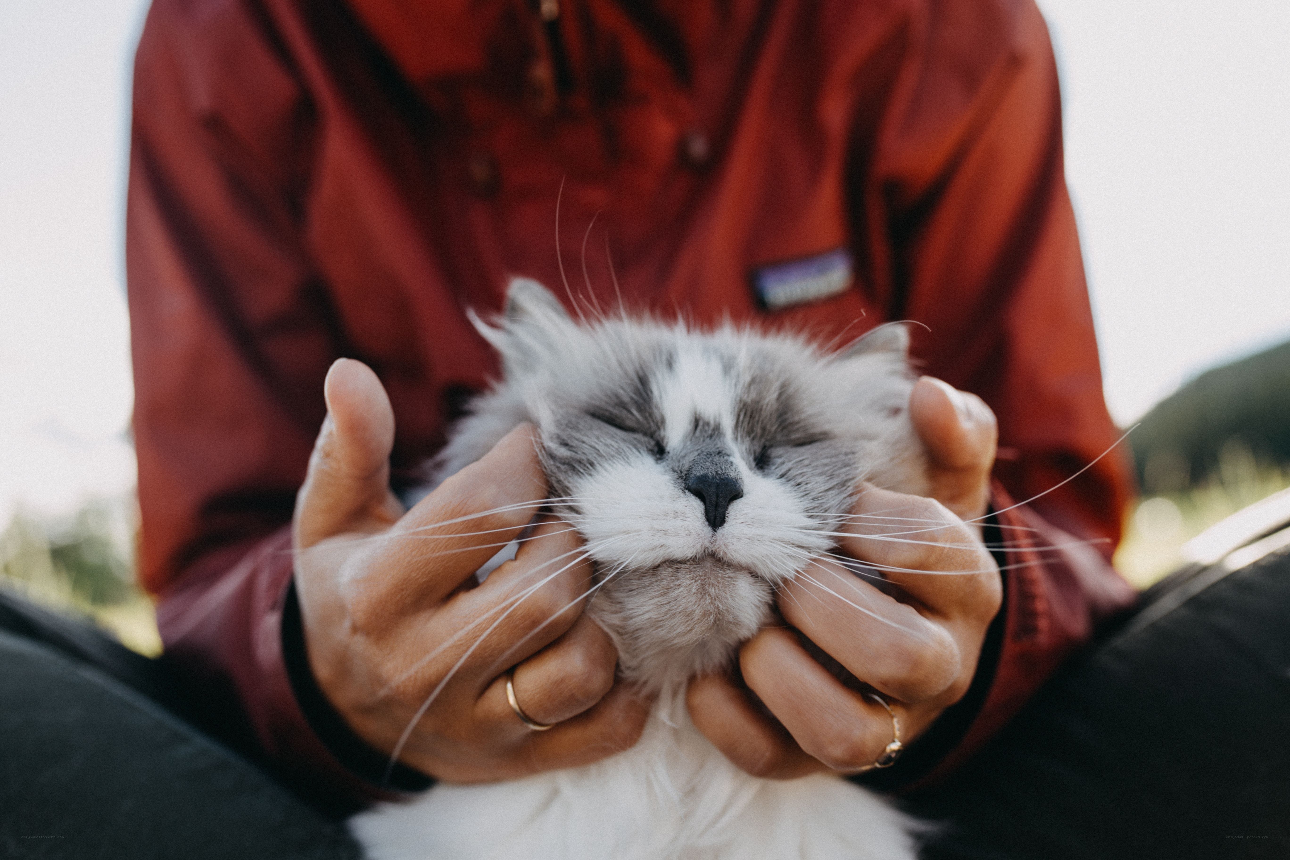 person holding a cat